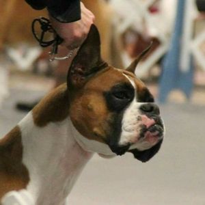 Meet your Posher, Bobbye