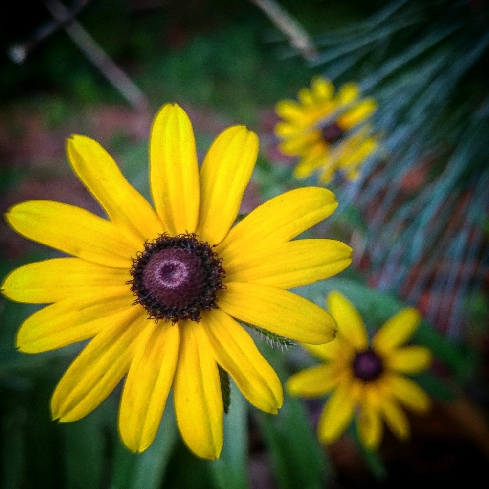 Meet your Posher, Liss