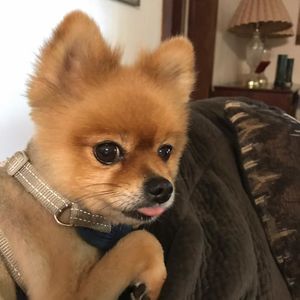 Meet your Posher, Penny