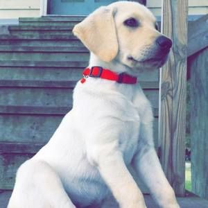 Meet your Posher, Sue