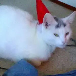 Meet your Posher, Lucy