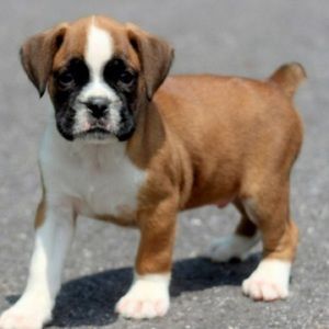 Meet your Posher, Ava