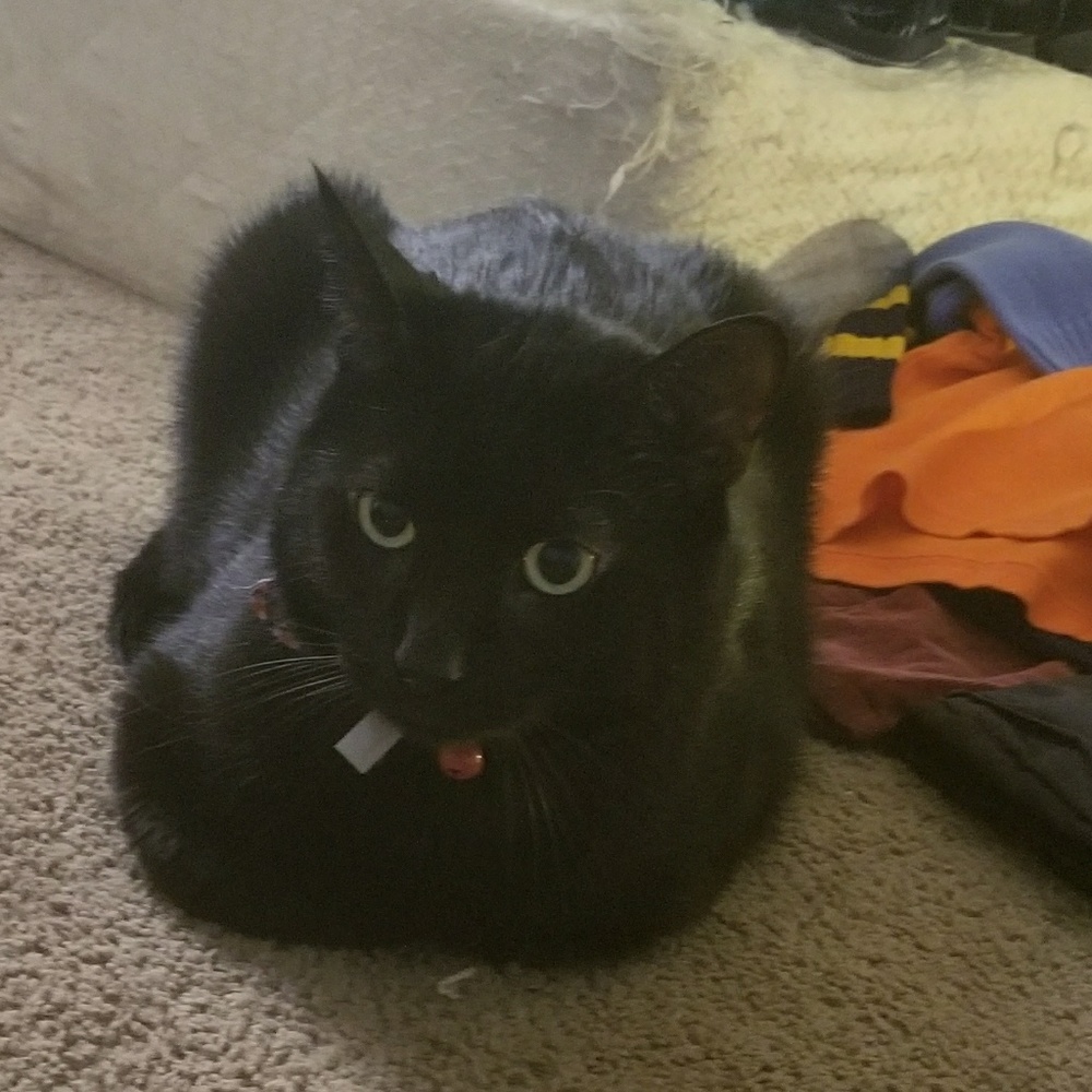 Cant forget my kitty!