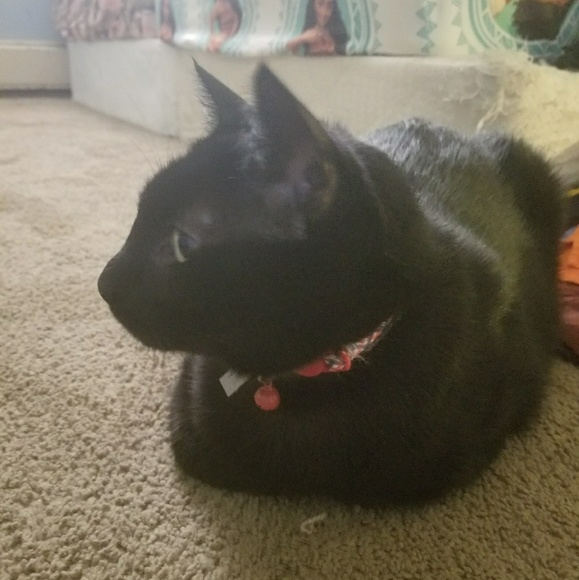 Cant forget my kitty! - Picture 2 of 2