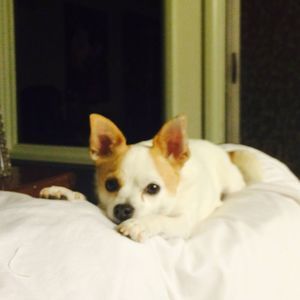 Meet your Posher, Carol