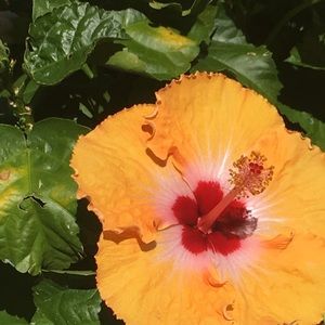 Meet your Posher, Briar