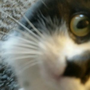 Meet your Posher, Avery