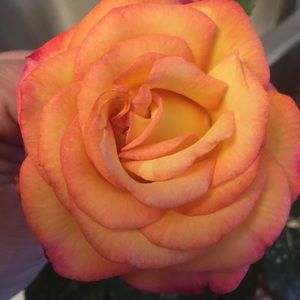 Meet your Posher, Glenna