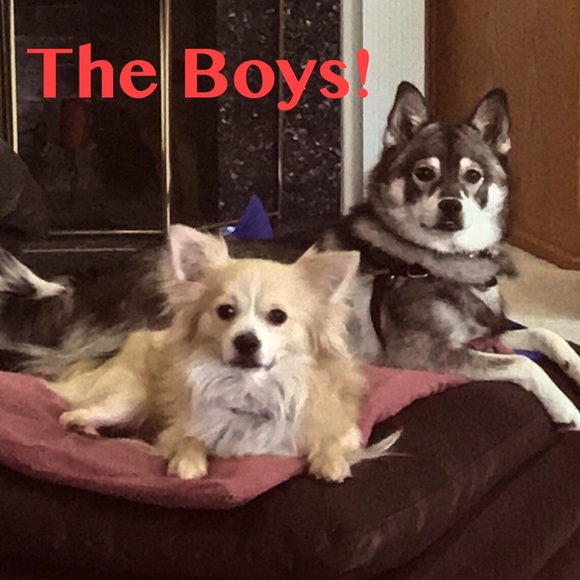 Nikko / Miniature Husky Virgy / Eski-Pom - Picture 1 of 8