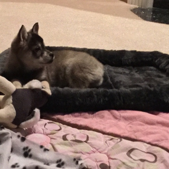 Nikko / Miniature Husky Virgy / Eski-Pom - Picture 5 of 8