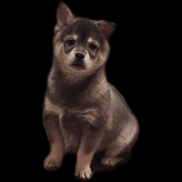 Nikko / Miniature Husky Virgy / Eski-Pom - Picture 4 of 8