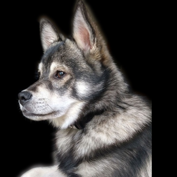 Nikko / Miniature Husky Virgy / Eski-Pom - Picture 3 of 8