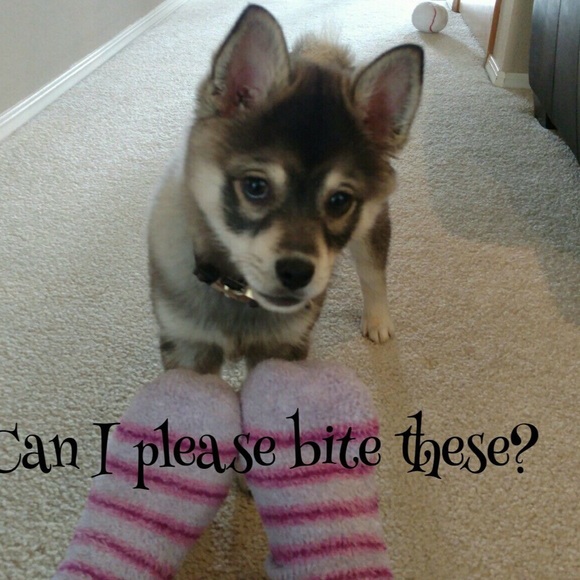 Nikko / Miniature Husky Virgy / Eski-Pom - Picture 6 of 8