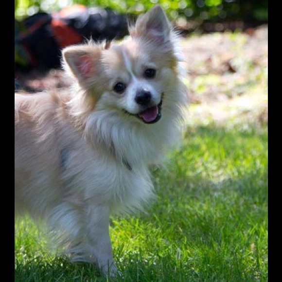 Nikko / Miniature Husky Virgy / Eski-Pom - Picture 2 of 8