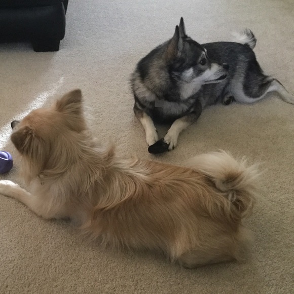 Nikko / Miniature Husky Virgy / Eski-Pom - Picture 7 of 8