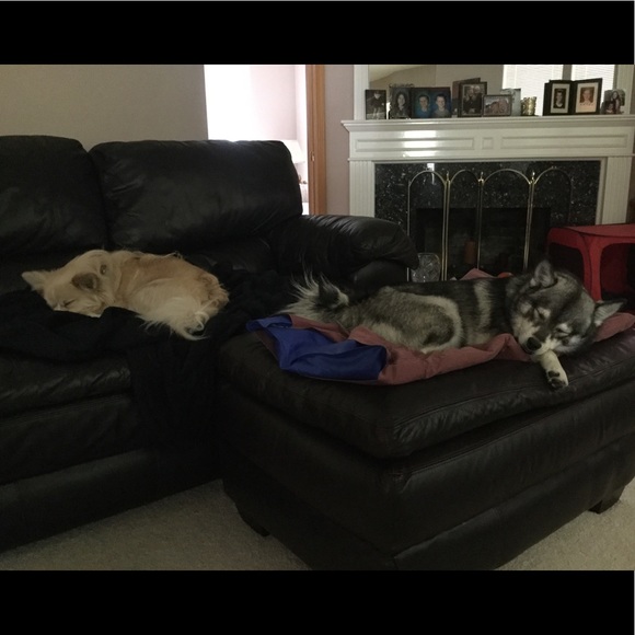 Nikko / Miniature Husky Virgy / Eski-Pom - Picture 8 of 8