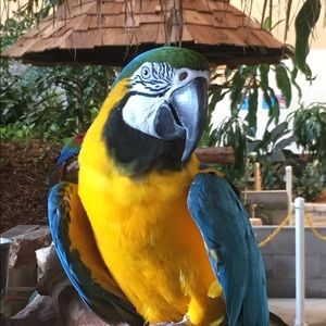 Meet your Posher, Allison