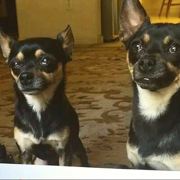 Meet your Posher, Shoua - Picture 3 of 3