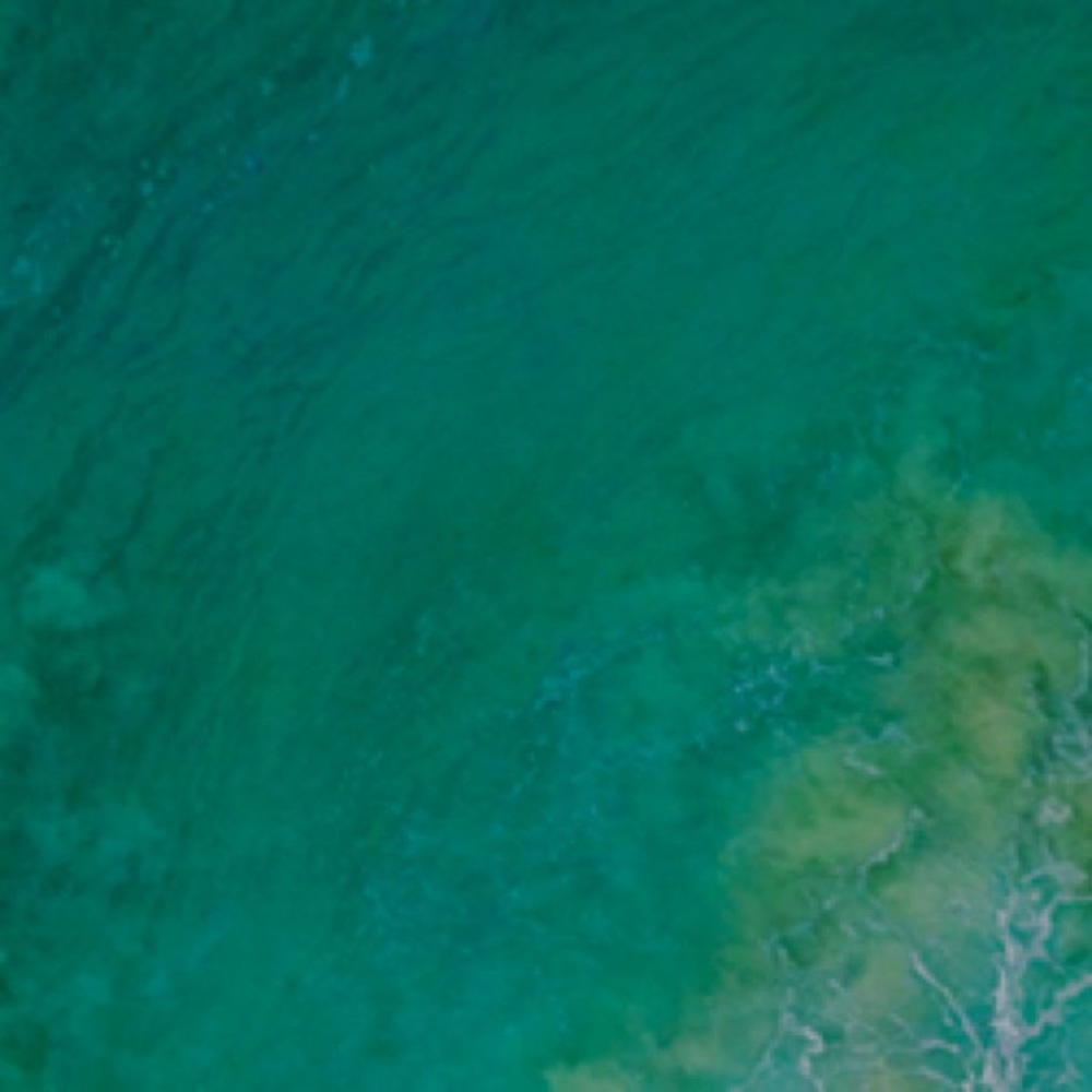 Meet your Posher, Elise