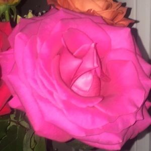 Meet your Posher, Mara