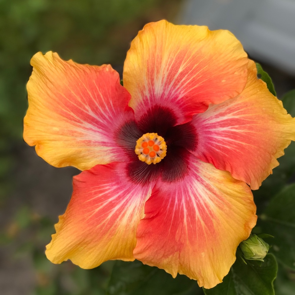 Meet your Posher, Liz