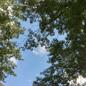 Meet your Posher, Emanuel