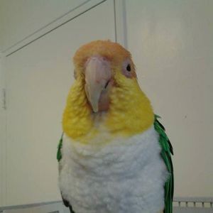 Meet your Posher, Beverley