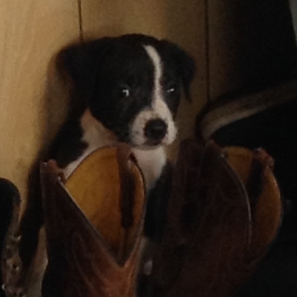 Meet your Posher, Desirae