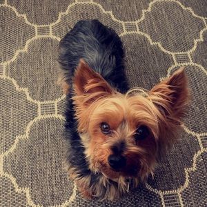 Meet your Posher, Sydney