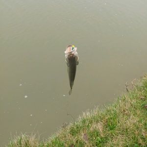 Meet your Posher, Max