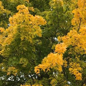 Meet your Posher, Kris