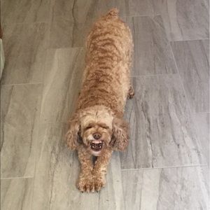 Meet your Posher, Donna