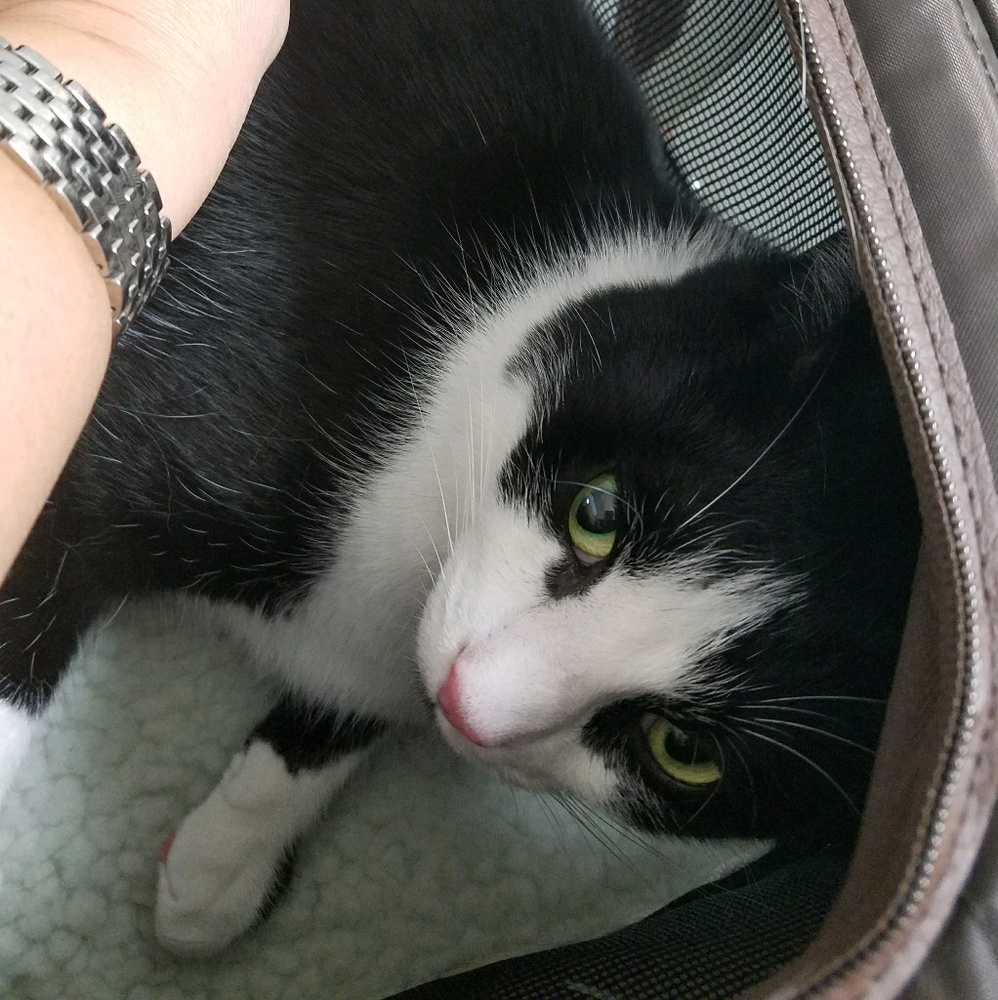 Meet your Posher, Elizabeth