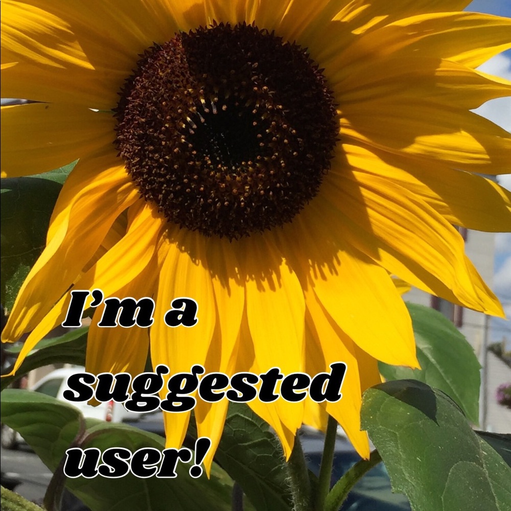 SUGGESTED USER YIPPEE!