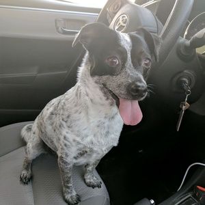 Meet your Posher, Ani