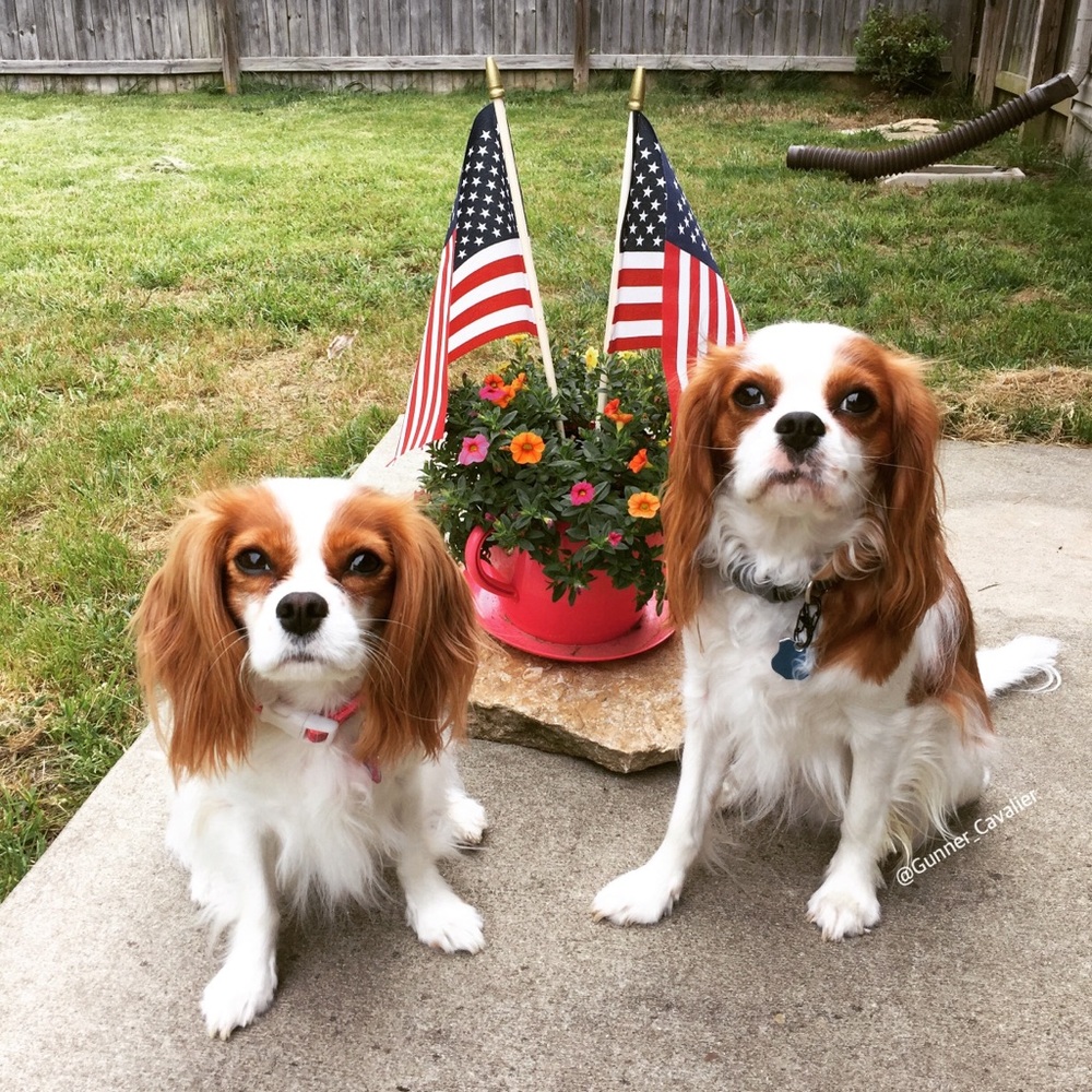Meet Your Poshmark Pups!