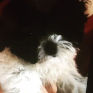 Meet your Posher, Sofia