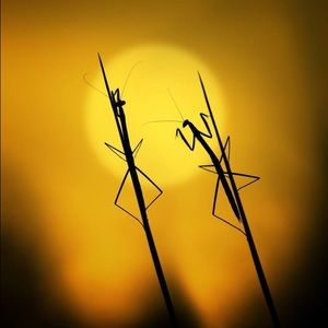 Meet your Posher, Nana