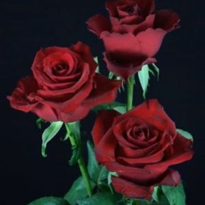 Meet your Posher, Anahid