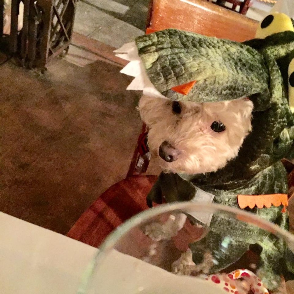 Dog costume for halloween!!🎃