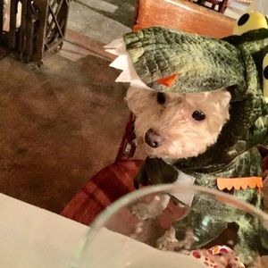 Dog costume for halloween!!🎃