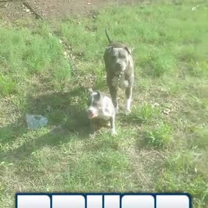 Meet your Posher, Malik