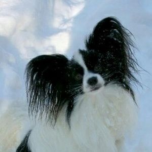 Meet your Posher, Snow