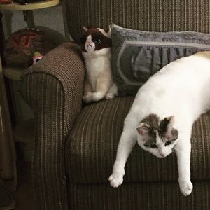 Meet your Posher, June