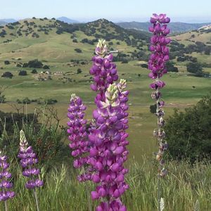 Meet your Posher, Tammie