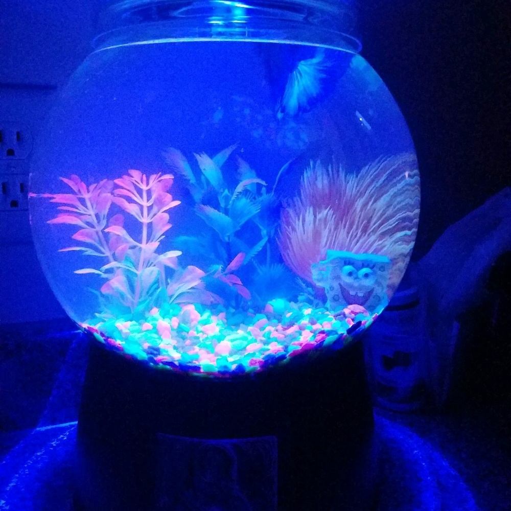 Meet your Posher, Tonica