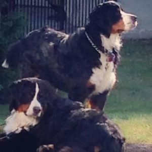 Meet your Posher, Donna