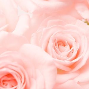 Meet your Posher, Alisa