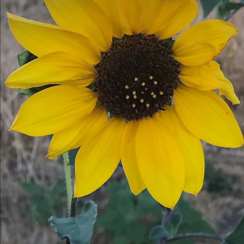 Meet your Posher, Theresa