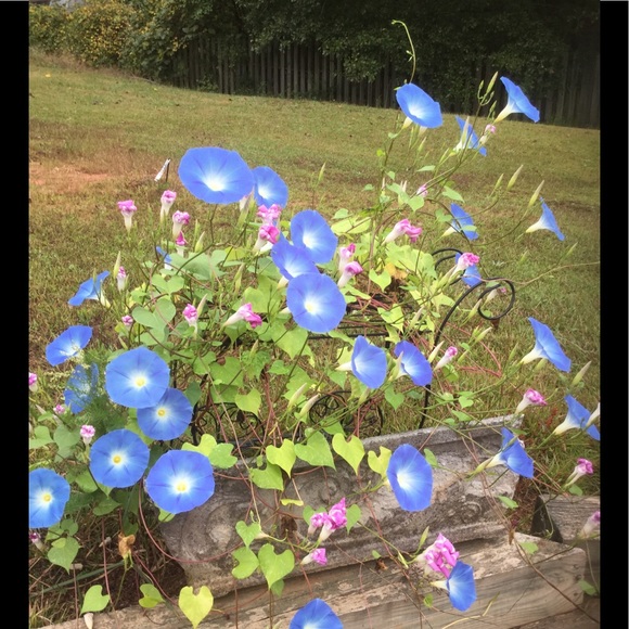 Meet the latest POSH AMBASSADOR !๐ธ๐ธ - Picture 2 of 2